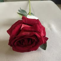 Hoa hồng màu đỏ PG7752