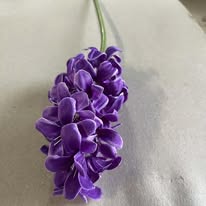 Hoa Dạ Lan Hương HD 0189 màu tím