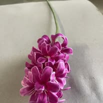 Hoa Dạ Lan Hương HD 0189 màu hồng