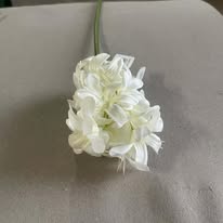 Hoa Dạ Lan Hương HD 0189 màu trắng