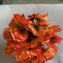 Hoa cành xuân màu cam