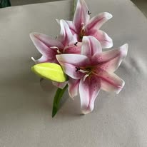 Hoa Ly cành nhỏ PG7744 màu hồng trắng