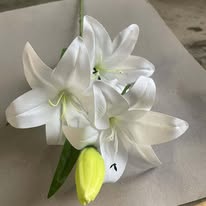 Hoa Ly cành nhỏ PG7744 màu trắng