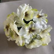 Hoa cành xuân màu trắng