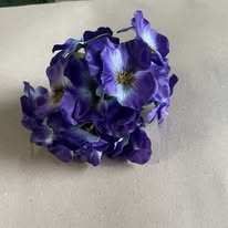 Hoa cành xuân màu tím đậm