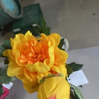 Hoa mẫu đơn màu vàng PG7742