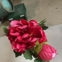 Hoa mẫu đơn màu đỏ PG7742